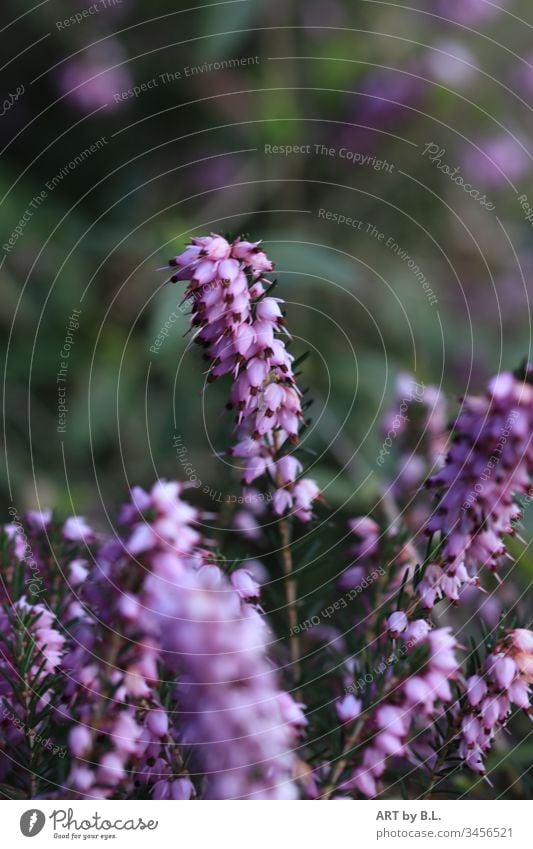 Heide heidezweig blütenzweig pflanze rosa natur garten lüneburg lüneburger Heide