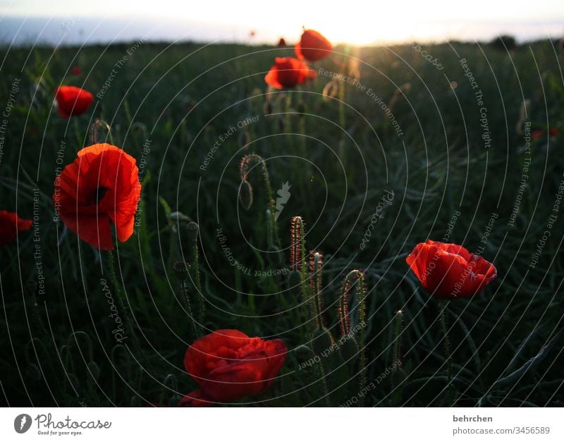 hello mo(h)nday romantisch Mohn Mohnblüte mohnblumen Blume Blüte blühen duftend Duft Sommer Frühling Gegenlicht Sonnenuntergang Sonnenlicht Feld Wiese