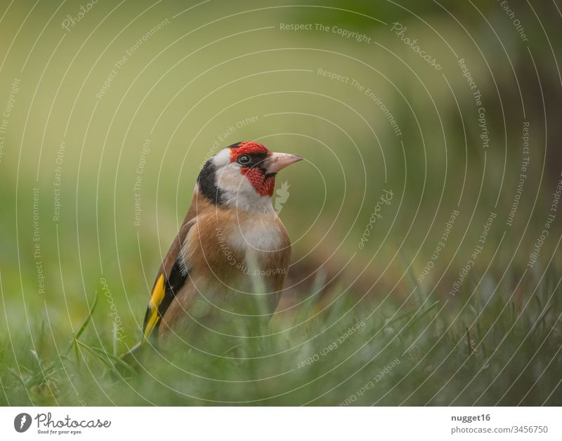 Sieglitz im Gras Stieglitz Diestelfink Vogel Zugvogel Farbfoto Außenaufnahme Tag Tier Natur Menschenleer Wildtier fliegen Himmel Schwarm frei Umwelt natürlich