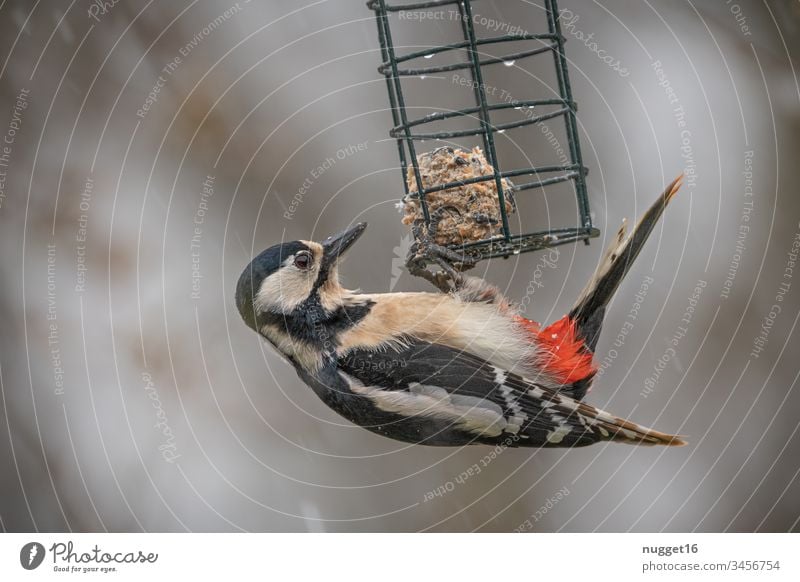 Buntspecht an Futterstelle Specht Meisenknödel Außenaufnahme Vogel Natur Tier Farbfoto Menschenleer Wildtier Baum Tierporträt Tag Blick Umwelt Tiergesicht