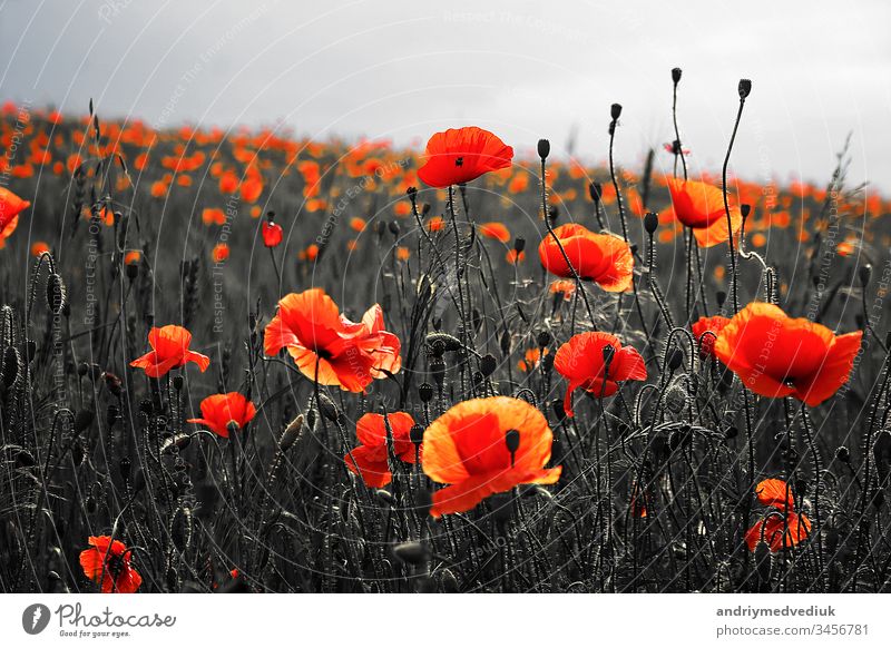 Wunderschöner Mohn auf schwarzem und weißem Hintergrund. Blumen Roter Mohn blüht auf wildem Feld. Wunderschöner feldroter Mohn mit selektivem Fokus. Rote Mohnblumen in weichem Licht