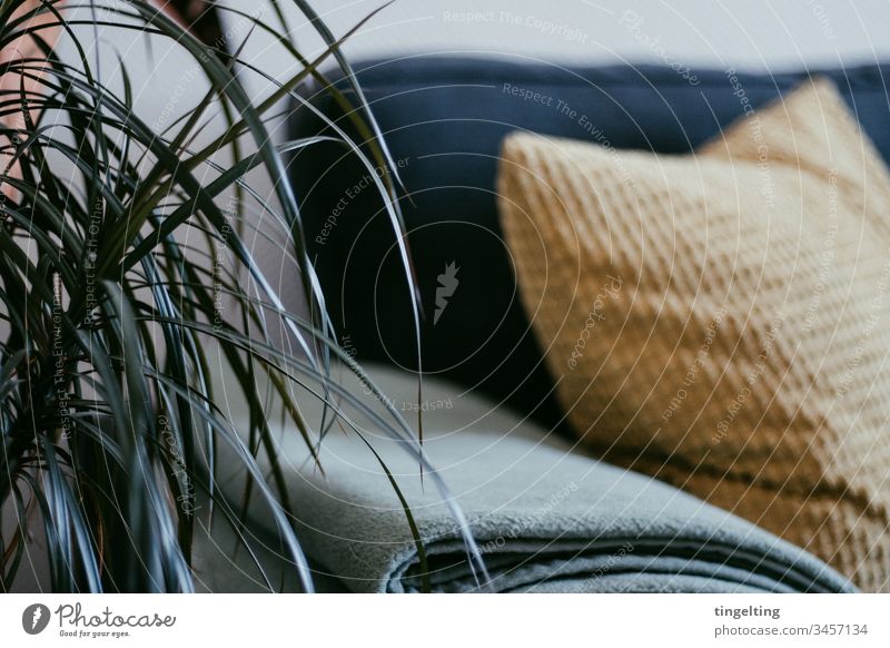 Palme Im Wohnzimmer wohnzimmer pflanze palme couch decke kissen interior einrichtung zuhause dekoration palmenblätter senfgelb grün mint grau anthrazit