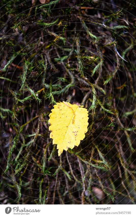 Ein kleines gelbes Blatt einer Birke ruht im Herbst auf einem weichem Polster grünen Mooses und wartet auf eine winzige Aufmerksamkeit der vorüber ziehenden Kameraträger