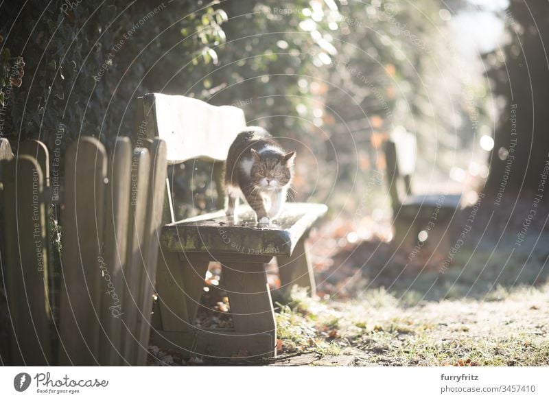 Katze läuft über eine Holzbank im Sonnenlicht im Garten Britisch Kurzhaar im Freien Hintergrundbeleuchtung Bokeh tierisches Auge Tierhaare Bank Hauskatze