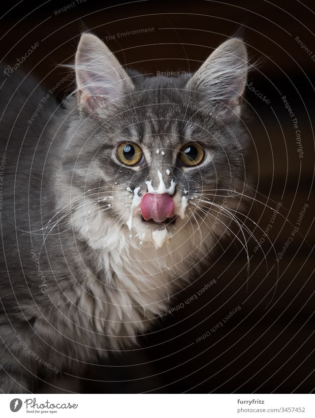 süßes Maine Coon Kätzchen hat beim Jogurt essen gekleckert unordentlich Joghurt melken geschmackvoll Tiernahrung Mahlzeit hungrig Pflege Reinigen Hygiene Essen