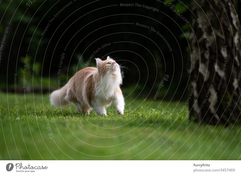 Maine Coon Katze sieht an einem Baum nach oben niedlich schön Katzenbaby fluffig Fell junge Katze Bokeh im Freien Sommer Natur Botanik Wachsamkeit Neugier