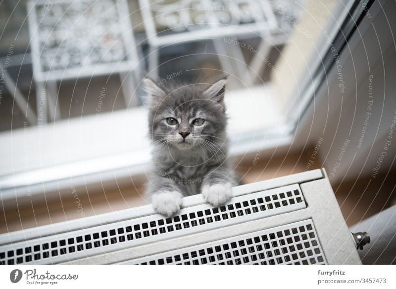 Maine Coon Kätzchen klettert auf Heizkörper vor dem Fenster 8-10 Wochen bezaubernd schön Betteln - Verhalten von Tieren blau gestromt Bokeh Klettern Neugier