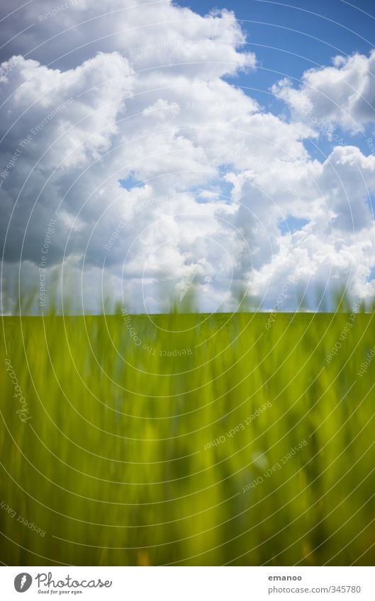 Grasland Umwelt Natur Landschaft Pflanze Luft Himmel Wolken Horizont Frühling Sommer Klima Wetter Grünpflanze Park Wiese Feld blau grün Wachstum grasgrün Halm