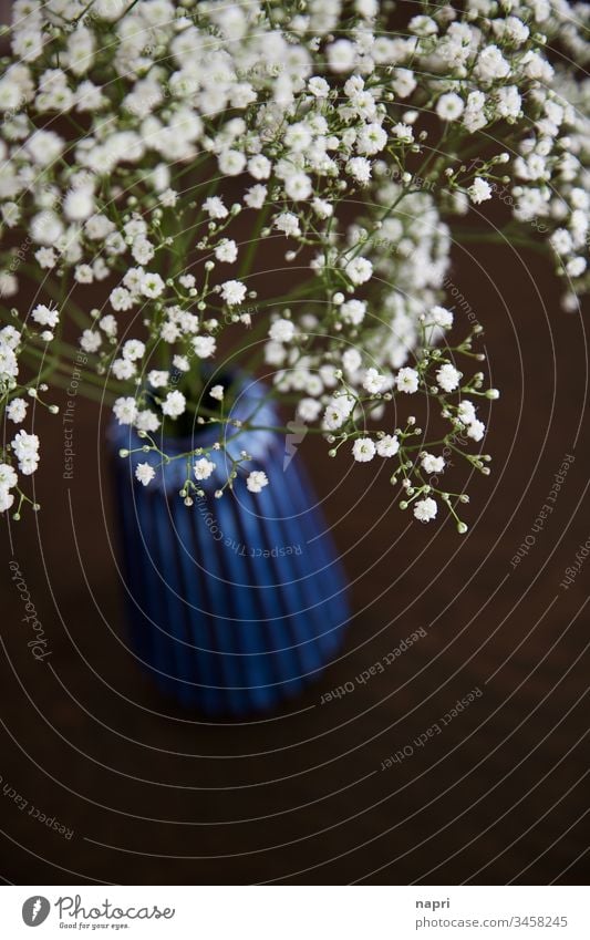 Schleierkraut in blauer Vase auf braunem Tisch. Dekoration & Verzierung Blüten Blume weiß Textfreiraum zart zuhause Blühend schön Gypsophila Pflanze