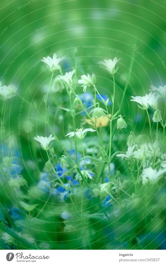 Frühlingswiese Natur Pflanze Blume Gras Blüte Grünpflanze Wiese Blühend Wachstum Duft nah blau gelb grün weiß Stimmung Frühlingsgefühle Klima Umwelt Farbfoto