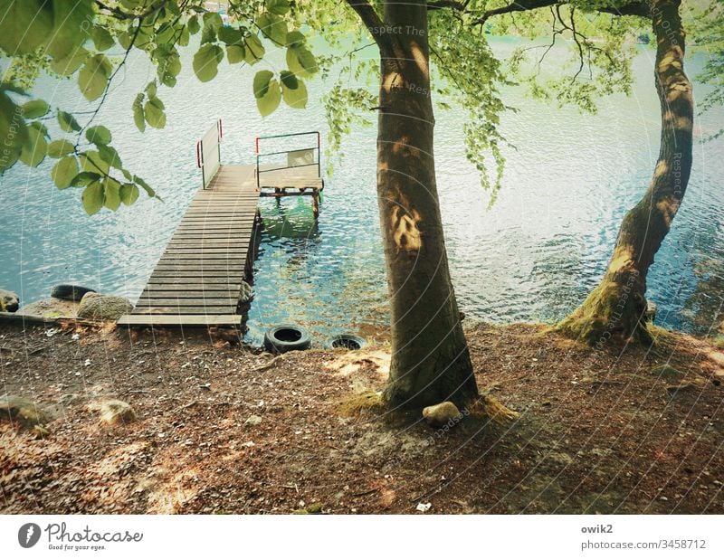 Fähranleger Mecklenburg-Vorpommern Mecklenburgische Seenplatte Seeufer Wasser Bäume Ufer Steg Bootssteg Anlegestelle Natur Umwelt Tag ruhig Sommer Laub