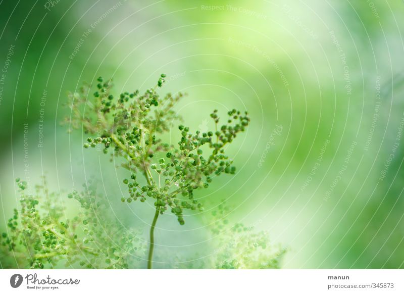 grün Natur Frühling Sommer Pflanze Wildpflanze Frühlingsfarbe Wachstum Frühlingsgefühle hellgrün Grünpflanze Farbfoto Außenaufnahme Textfreiraum rechts