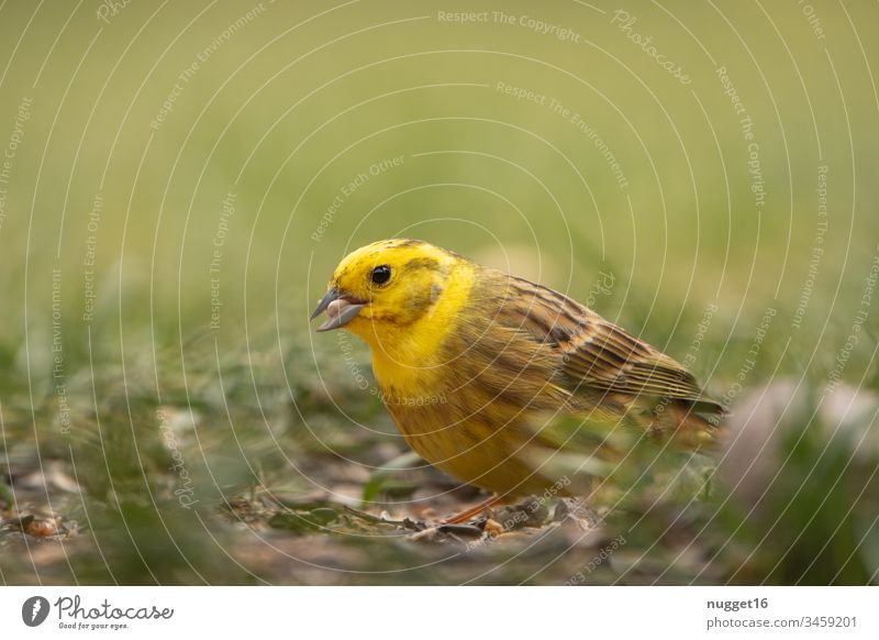 Goldammer bei der Futtersuche im Gras Vogel Gelb Tier Singvogel Natur Außenaufnahme Farbfoto Tag gelb Tierporträt Singvögel Wildtier Menschenleer