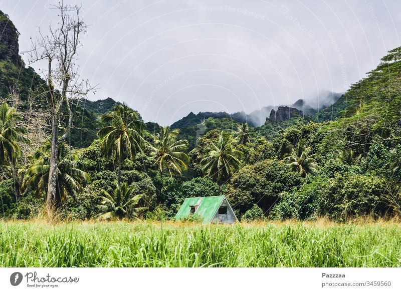 Eigenheim in Rarotonga social distancing zuhause bleiben Hütte Fernreise Südsee Eremit Einsiedler Dschungel Natur Idylle Haus Cook Inseln Versteck Palme