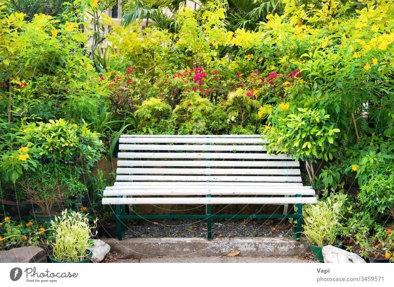 Bank im grünen tropischen Garten Park leer Natur Laubwerk Frühling Sommer Handfläche Blütezeit natürlich Blume Saison Sitz altehrwürdig frisch Farbe schön