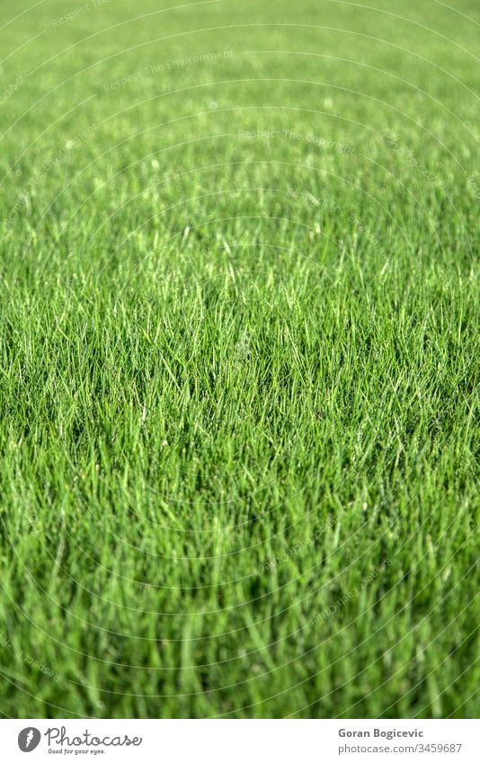 Nahaufnahme von grünem Gras Natur Feld Frühling Wiese Pflanze natürlich Rasen Sommer Hintergrund Umwelt Frische frisch Wachstum Land abstrakt im Freien Muster