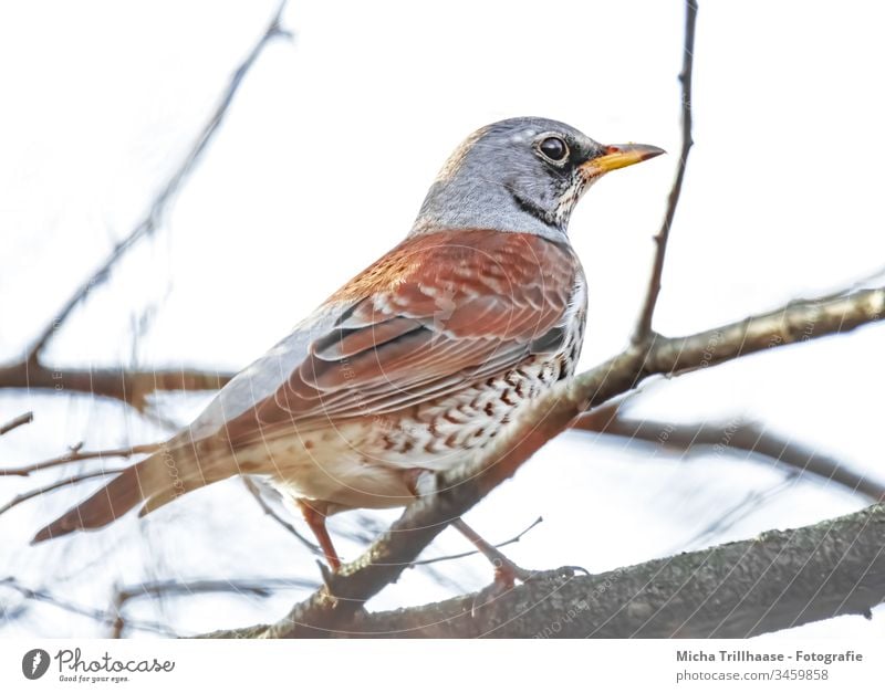 Drossel im Baum Wacholderdrossel Turdus pilaris Kopf Schnabel Vogel Feder Auge Flügel Krallen Tiergesicht Wildtier nah Blick beobachten gefiedert Profil