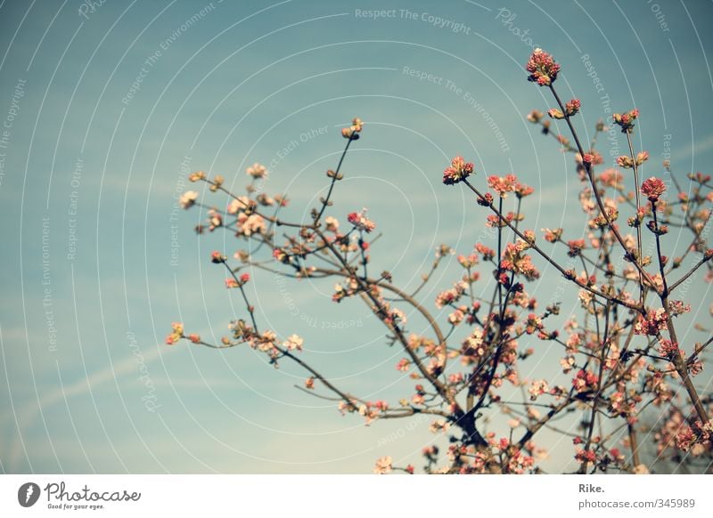 Frühlingszart. Sommer Garten Umwelt Natur Pflanze Himmel Baum Blüte Blühend ästhetisch Duft schön natürlich Lebensfreude Wachstum Farbfoto Außenaufnahme