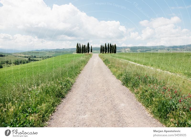 Wunderschöne toskanische Landschaft mit Zypressen im Frühling Hintergrund blau Wolken Umwelt umgebungsbedingt Europa Bauernhof Ackerland Feld Gras grün Hügel