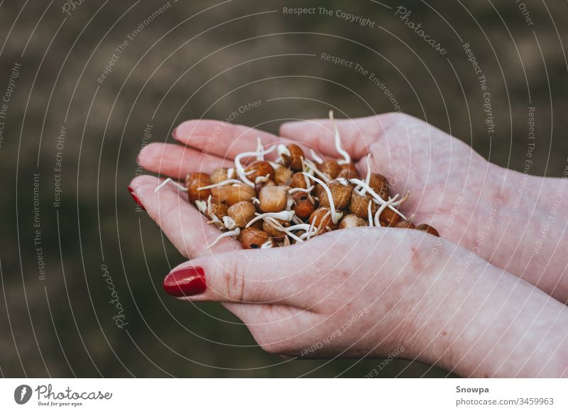 Mädchen hält frische Erbsensprossen in ihren Handflächen lecker Beteiligung Gesundheit jung Ernährung Lebensmittel natürlich Bestandteil Mahlzeit organisch Diät