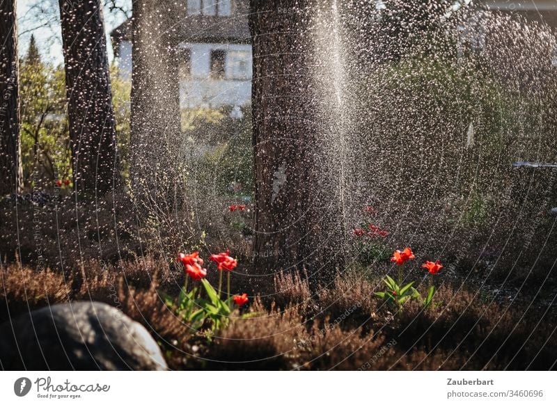 Garten mit Heidekraut und Tulpen im Abendlicht, darüber Wasserstrahl und Wassertropfen Frühling Gegenlicht Sonne Tropfen Strahl Gischt Bewässerung bewässern