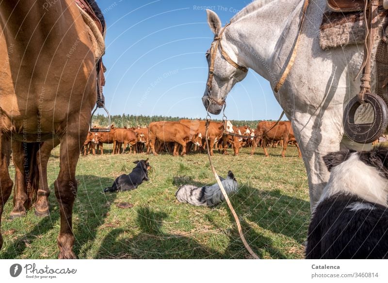 Rinder, Hunde und Pferde legen eine Pause ein an einem heißen Sommertag in der Pampa Tier Wiese Himmel Schönes Wetter Gras Natur Tag grün Landschaft