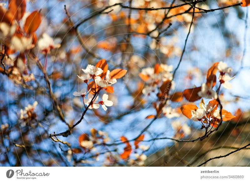 Blüten im Park ast außen baum blume blühen blüte erholung ferien garten himmel kleingarten kleingartenkolonie menschenleer natur pflanze ruhe schrebergarten