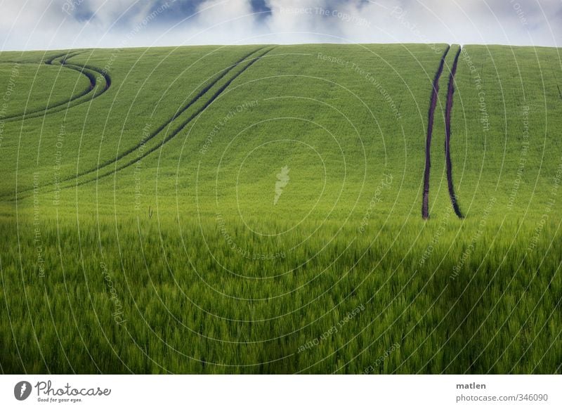 Fahrstil Landschaft Pflanze Himmel Wolken Horizont Frühling Klima Wetter Schönes Wetter Nutzpflanze Feld grün Fahrbahn Getreidefeld Farbfoto Außenaufnahme