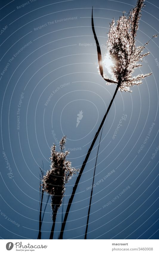 Schilf im Gegenlicht der Sonne nahaufnahme makro abendstimmung abendlich natur landschaft frühling schilf schilfrohr gräser himmel sonnenstrahlen blau