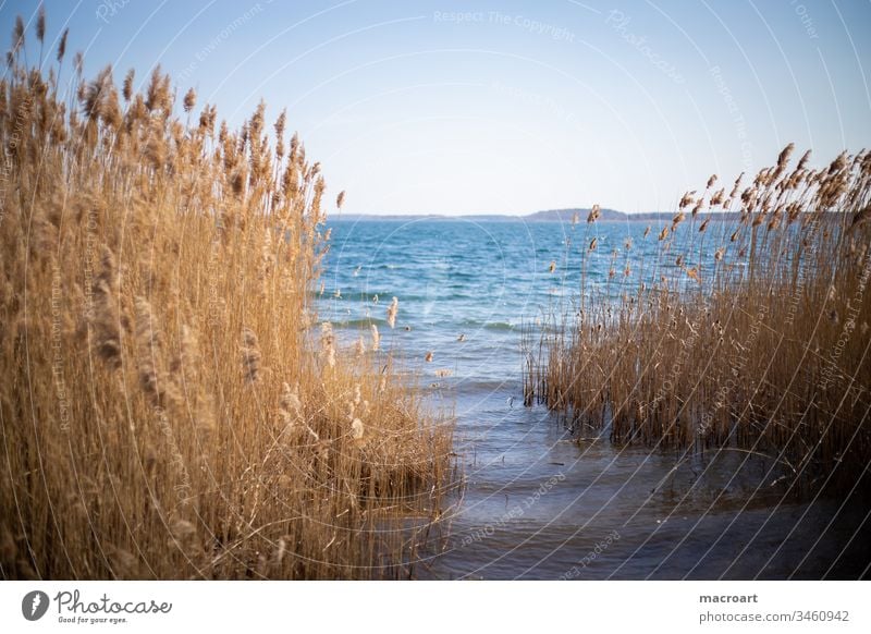 Schilf im Detail see wasser schilf schilfrohr gräser frühling erholung tagebau geflutet braunkohlebau gewässer badesee landschaft natur abendlich abendstimmung