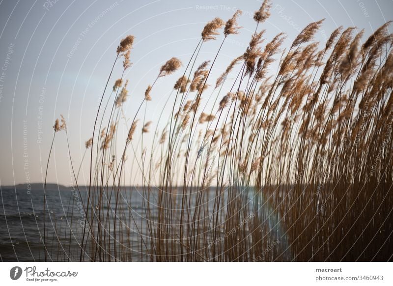 Schilf im Detail see wasser abendsonne abendrot schilf schilfrohr gräser frühling erholung tagebau geflutet braunkohlebau gewässer badesee landschaft natur