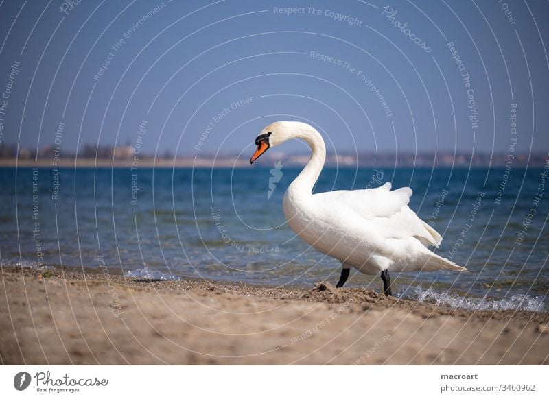 Schwan am Strand Wasser Vogel Feder See Tier weiß Außenaufnahme Hals schön elegant Teich Wellen Natur Gewässer Sandstrand