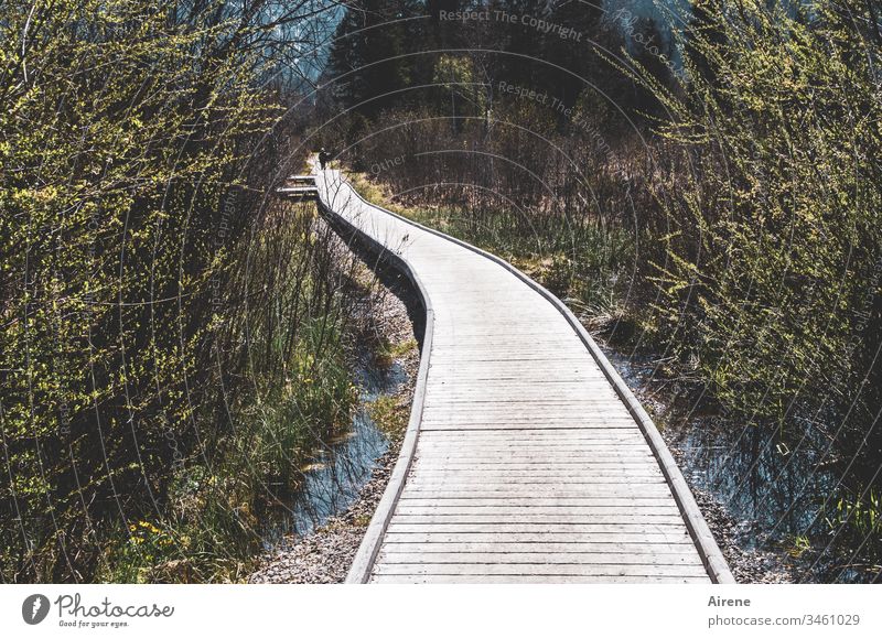 Ziel in weiter Ferne beim Gang übers Moor Mensch Erwachsene Wege & Pfade gehen Außenaufnahme Tag Blick nach hinten Zentralperspektive Fußweg Fußgänger vorwärts