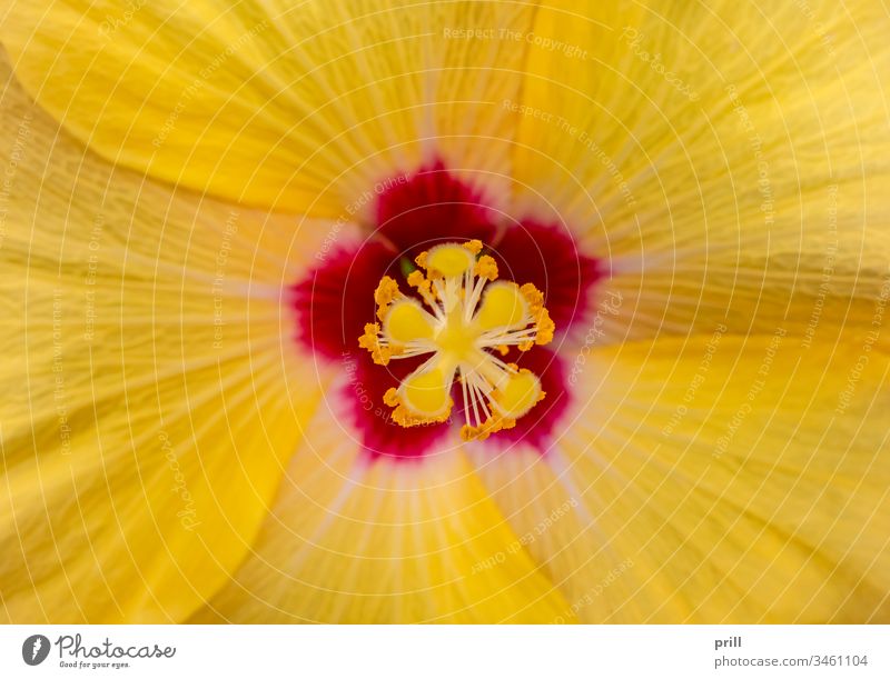 Hibiskusblüte Nahaufnahme hibiskus Fahne gelb verrotten Blüte malve tropisch eibisch blütenpflanze blühen lebhaft Blütenblatt ausschnitt Natur natürlich botanik