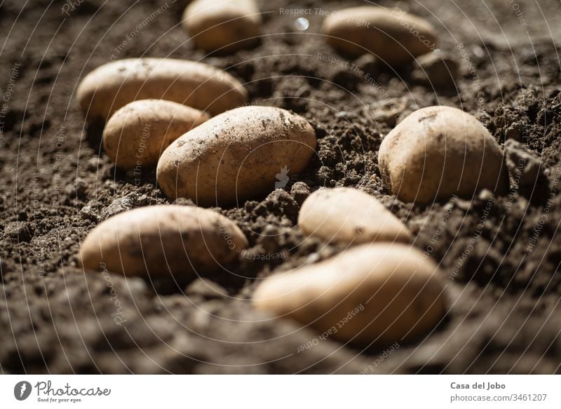 Frisch gepflückte Kartoffeln liegen auf dem Feld Ernte Ernten Biologische Landwirtschaft regional Gemüse Erde Boden braun gelb Ackerbau Bodenbearbeitung frisch