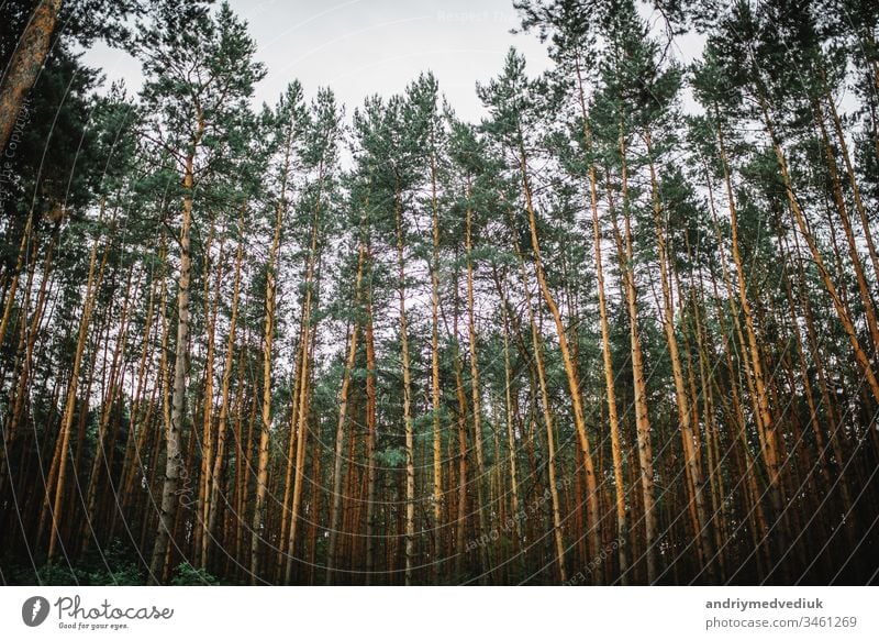 Ein faszinierender Kiefernwald. Hintergrund des Waldes Natur schön Landschaft Ansicht Baum Schönheit natürlich im Freien Winter grün weiß Park Himmel Saison