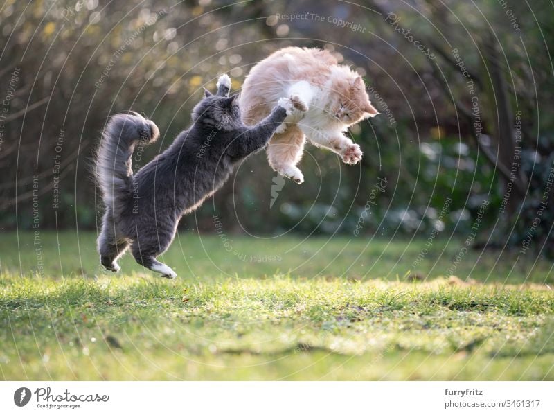 zwei verspielte Maine Coon Katzen kämpfen und springen im Garten katzenhaft fluffig Fell Creme-Tabby Hirschkalb beige blau gestromt weiß Rassekatze Haustiere