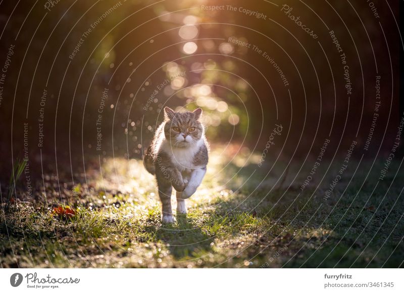 Katze rennt im Sonnenlicht in der Natur Haustiere Rassekatze Ein Tier Britisch Kurzhaar weiß Tabby im Freien Botanik Garten Vorder- oder Hinterhof Rasen Wiese