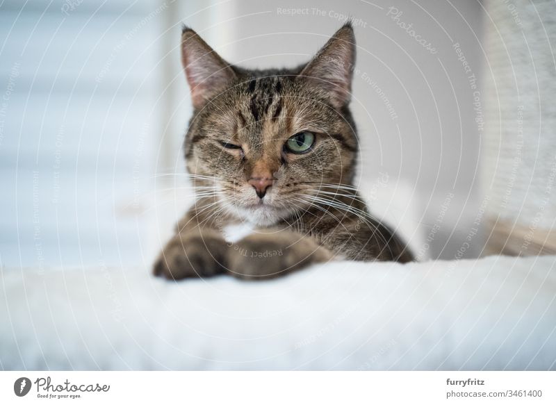 Katze auf Kratzbaum zwinkert bezaubernd schön Bokeh Katzenmöbel bequem Kissen niedlich Hauskatze im Innenbereich in die Kamera schauen Mischlingskatze