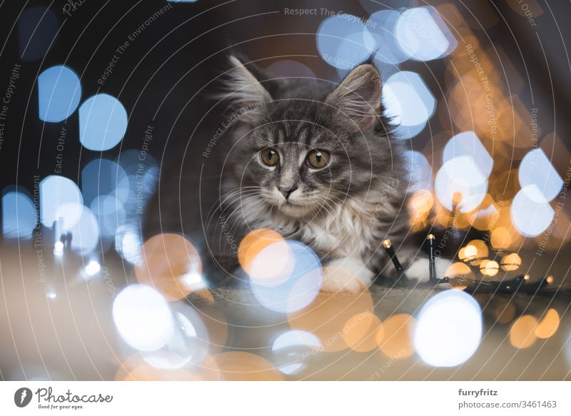 blue tabby Maine Coon Kitten umgeben von Lichterketten Bokeh 12 Wochen 2-5 Monate bezaubernd Abenteuer Baby schön blau gestromt Bokeh Lichter Katze Weihnachten