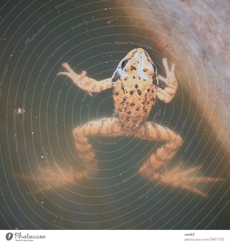 Badenixe Frosch Kröte schwimmen ruhen beonachten still ruhig friedlich Amphibie Froschlurch Wasserbecken Tier Natur Außenaufnahme Teich Schwimmen & Baden nass