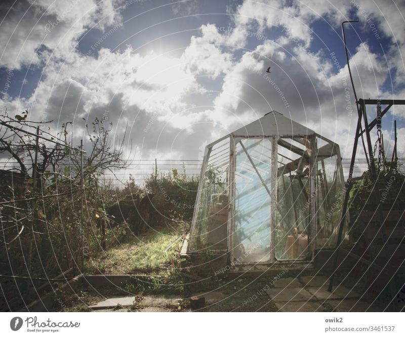 Gewächshausen Garten Schrebergarten gartenkolonie Brombeerhecke alt Glas Tür Gras Himmel Wolken Sonne Sonnenlicht Gegenlicht leuchten strahlen Kontrast