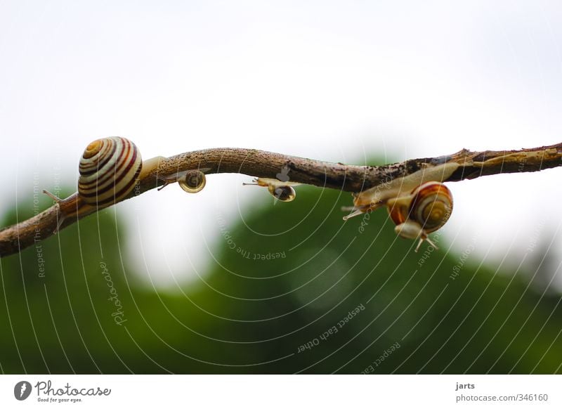 ausflug Tier Nutztier Schnecke 4 Tierfamilie Natur Ausflug Familie & Verwandtschaft Familienausflug Farbfoto Außenaufnahme Nahaufnahme Menschenleer