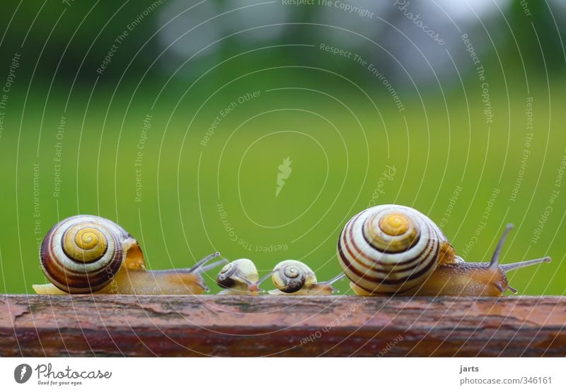 zu viert Schönes Wetter Tier Wildtier Schnecke 4 Tierfamilie Bewegung Natur Familienausflug Farbfoto Außenaufnahme Nahaufnahme Menschenleer Textfreiraum oben