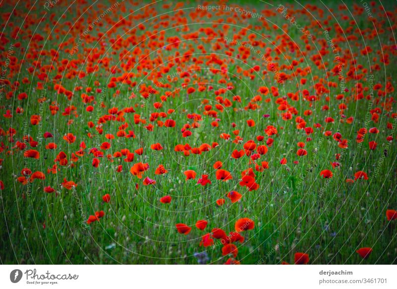 Eine Grüne Blumen - Wiese mit Klatschmohn. Mohn ohne Ende. rot Blüte Sommer Pflanze Natur Mohnblüte Außenaufnahme Farbfoto Feld Mohnfeld Menschenleer