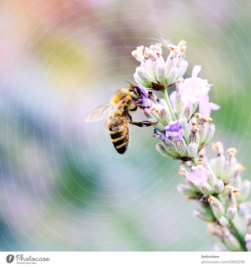 hier riechts doch nach... | lieblichem lavendel Natur Sonne Sommer Blume Lavendel Biene Blüte Honig Nektar Blütenstaub blühen Duft sommerlich fleißig fliegen