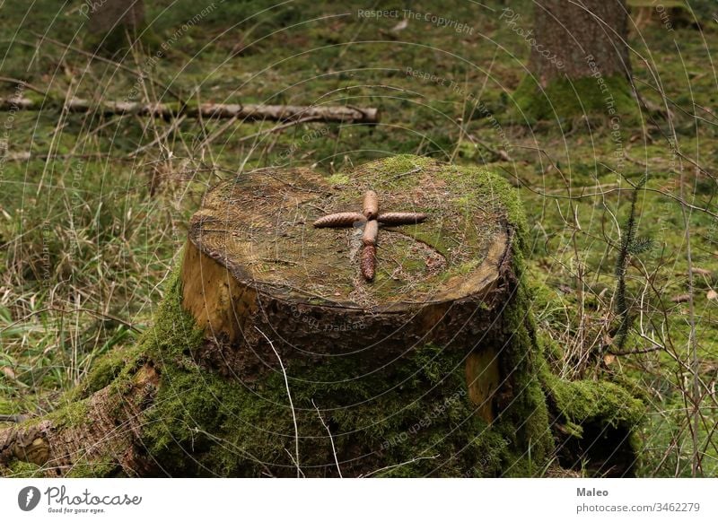 Das Kreuz ist auf einem Tannenzapfenstumpf ausgelegt Hintergrund Muster Holz braun Natur texturiert abstrakt gelb durchkreuzen geschnitten Wald Leben natürlich