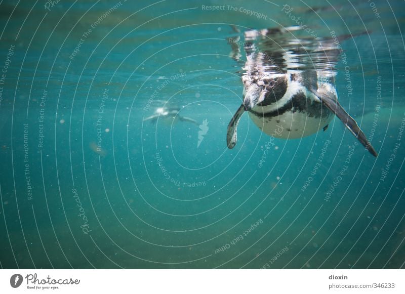 Taucher Umwelt Natur Wasser Tier Wildtier Vogel Zoo Pinguin Humboldt-Pinguin 2 Schwimmen & Baden tauchen kalt nass natürlich Farbfoto Unterwasseraufnahme