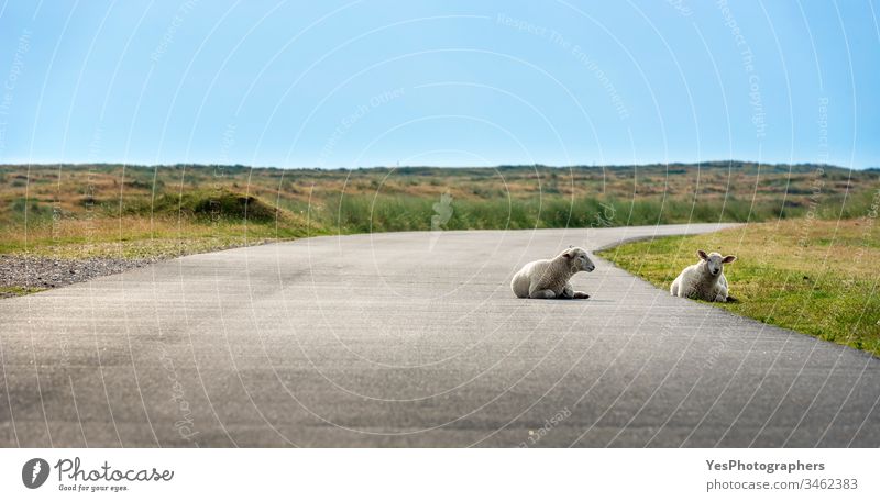 Babyschafe auf leerer Straße auf der Insel Sylt. Tiere auf der Straße. Deutschland Schleswig-Holstein Landschaft heimisch Europa Bauernhof Ackerland freies Tier