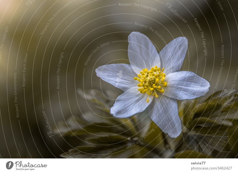 zarte Blüte in weiß-gelb, Buschwindröschen Makro Natur Pflanze Frühling Farbfoto Blühend Außenaufnahme Blume Schwache Tiefenschärfe Wachstum grün Makroaufnahme